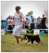 Vladivostok, allbreeds CAC-show